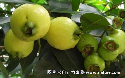 蒲桃的栽培技術