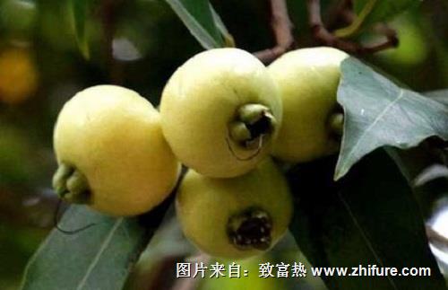 蒲桃的病蟲防治