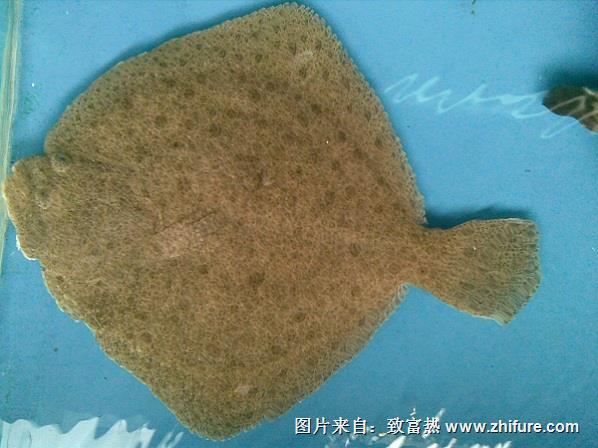 人工養殖多寶魚飼養投喂