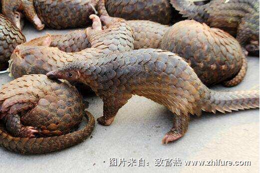 穿山甲養(yǎng)殖新技術(shù)