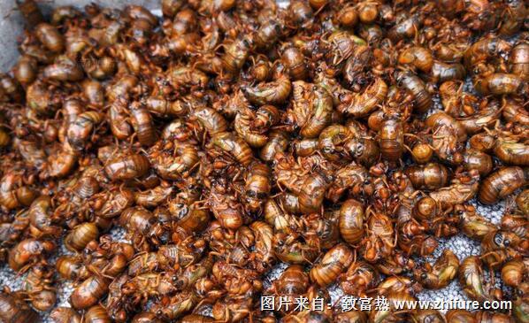 金蟬養殖新技術