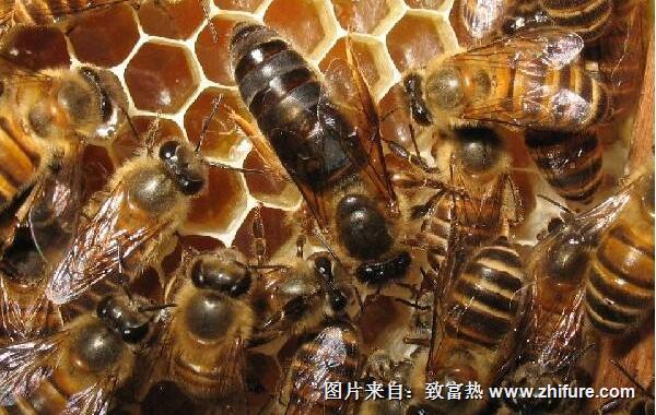 蜂王養(yǎng)殖新技術(shù)