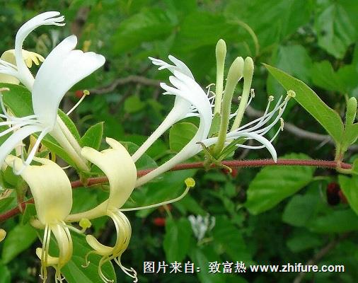 金銀花的病蟲防治