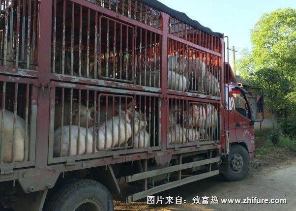 高溫天氣運輸生豬注意事項