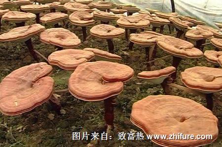 靈芝的生長環境