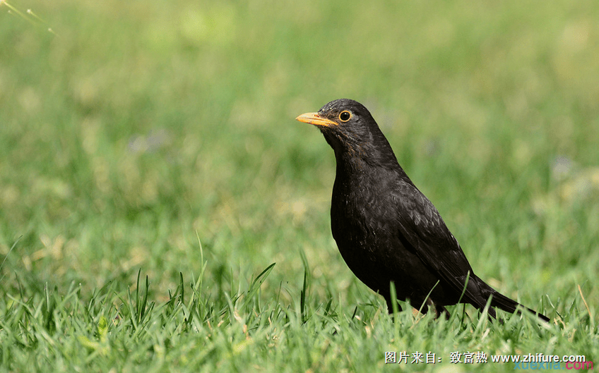 人工飼養烏鶇鳥的方法