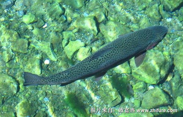 養(yǎng)殖三文魚的新技術(shù)