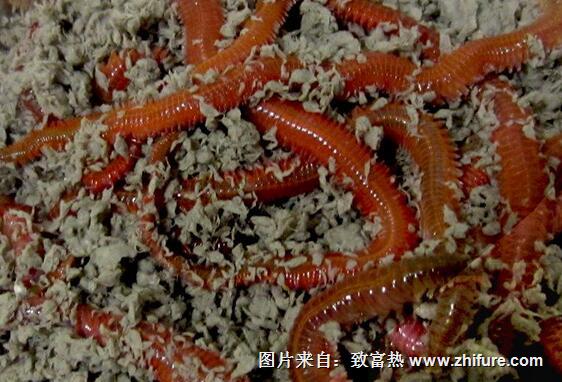 紅沙蠶養殖新技術