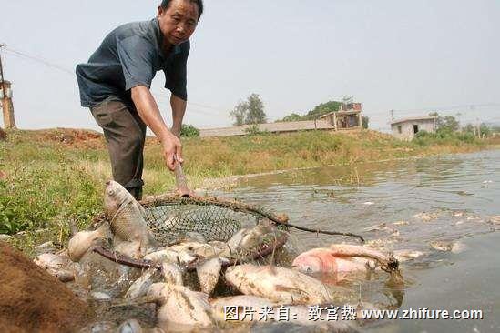 魚不進食的原因