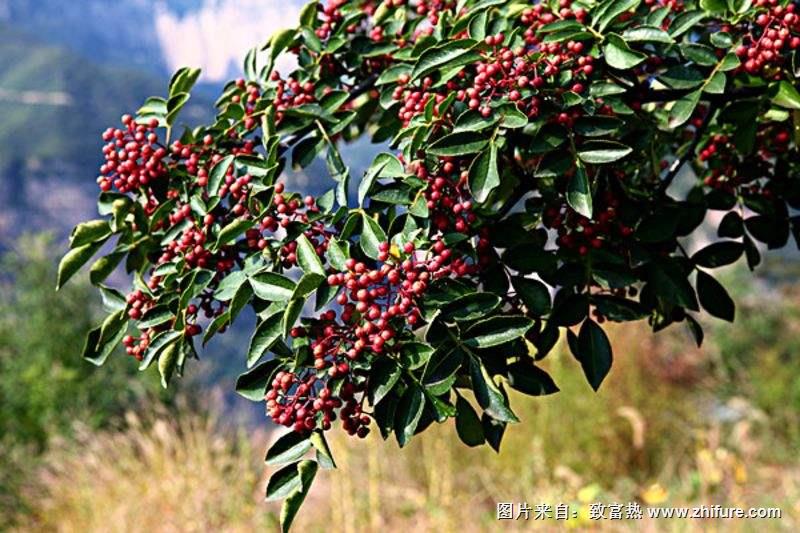 花椒的栽培技術