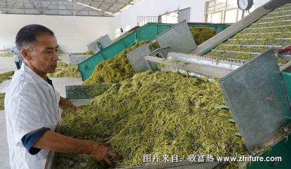 金銀花的加工工序