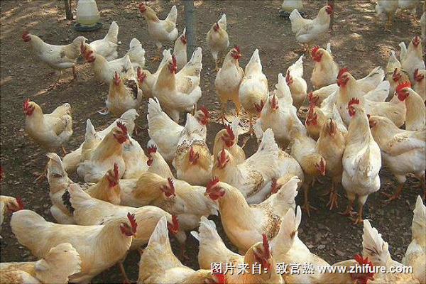 散養(yǎng)雞的投資與收益