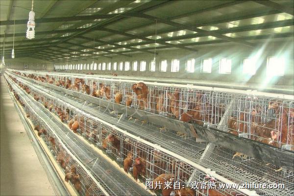 養(yǎng)雞設(shè)備有哪些？