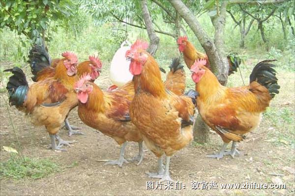 林下養(yǎng)雞技術(shù)