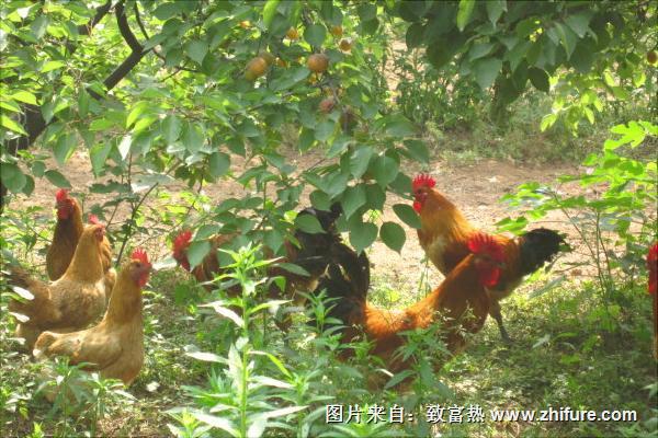 林下養(yǎng)雞技術(shù)實施方案