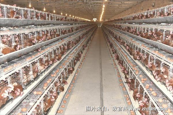 怎么養雞才下蛋多?