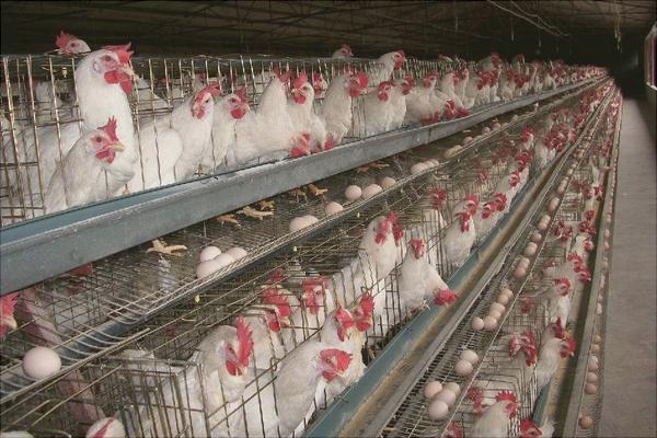 怎樣養雞才下蛋多?