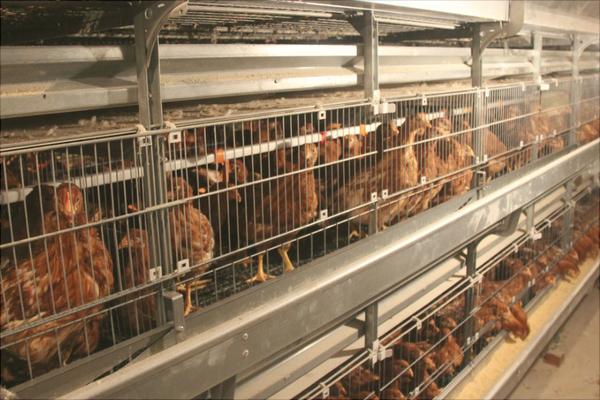 怎樣養雞才下蛋多?