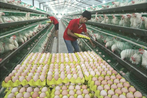 蛋雞養殖的管理