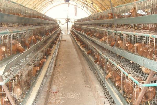 蛋雞產蛋率低的解決方法