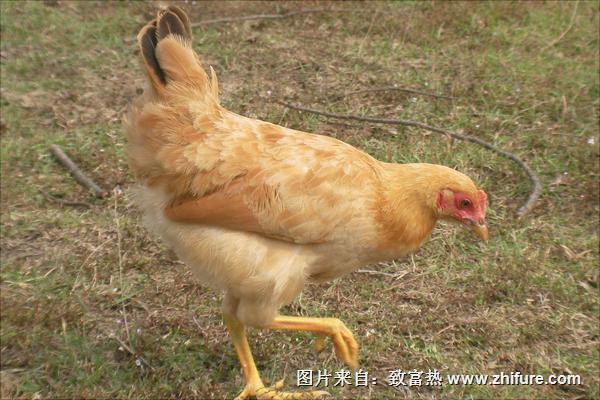 散養土雞養殖技術