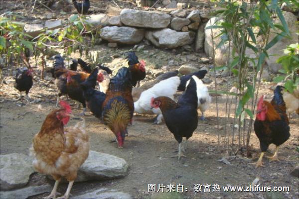 散養(yǎng)土雞養(yǎng)殖技術(shù)