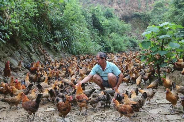 土雞的養(yǎng)殖前景