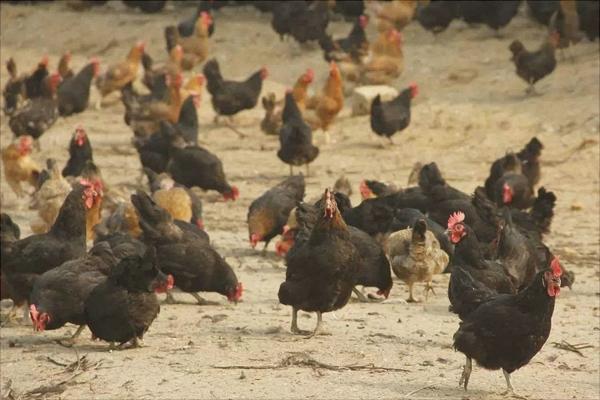 農村養(yǎng)雞怎么找銷路