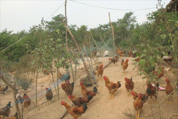 農村養(yǎng)雞模式