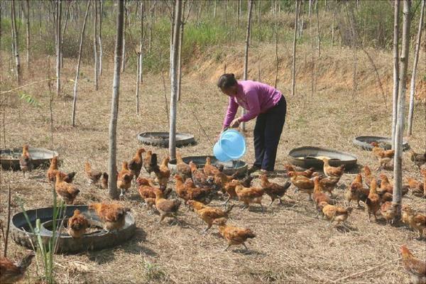 農村養(yǎng)雞的注意事項