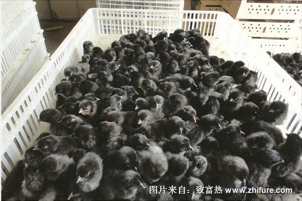 綠殼蛋雞苗價格多少錢一只