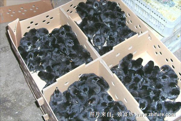 綠殼蛋雞苗價格多少錢一只