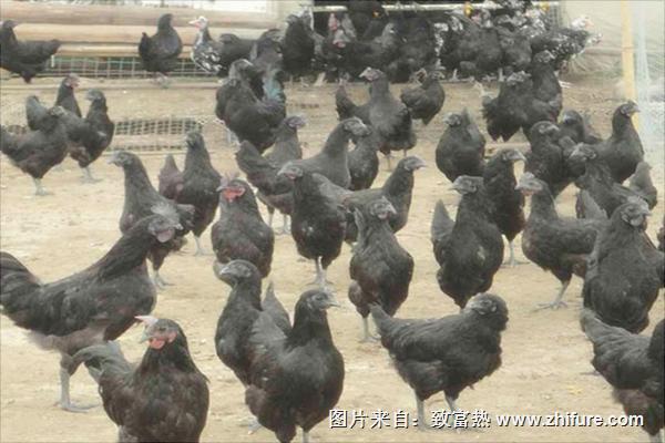 綠殼蛋雞苗價格多少錢一只