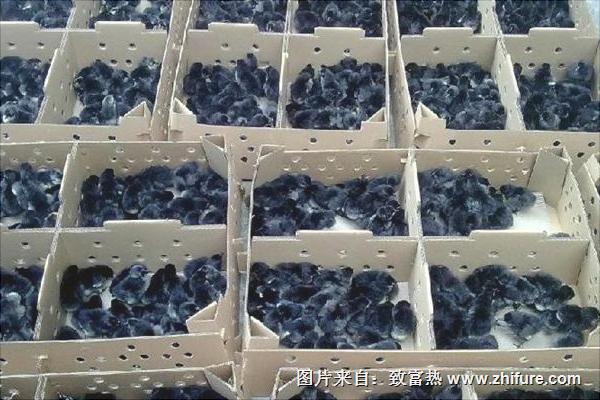 綠殼蛋雞苗價格多少錢一只