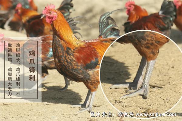 散養(yǎng)土雞的雞舍建造方案