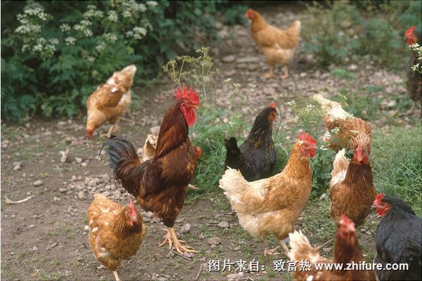 怎樣養雞長得快？