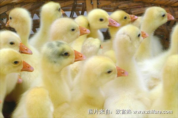 鵝苗多少錢一只