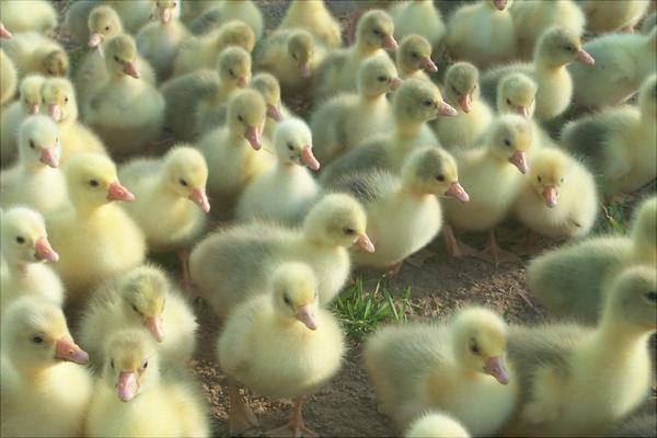 鵝苗多少錢一只