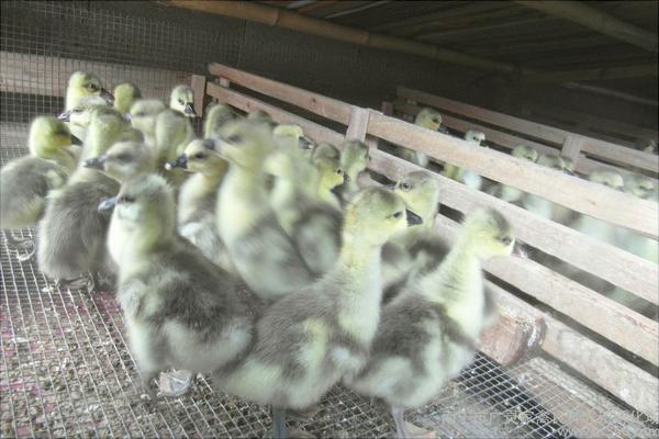 鵝苗的飼養(yǎng)技術(shù)