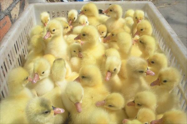 鵝蛋的營養(yǎng)價(jià)值