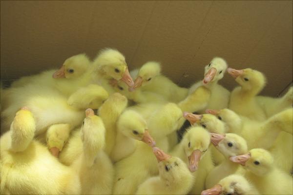 鵝苗騙局需防范