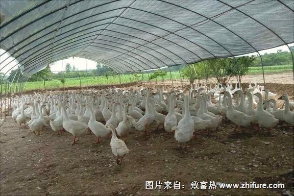 一畝大棚養(yǎng)鵝多少只?