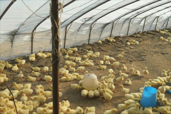 一畝大棚養(yǎng)鵝多少只?