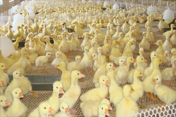 養(yǎng)鵝在飼養(yǎng)上要注意的事項(xiàng)