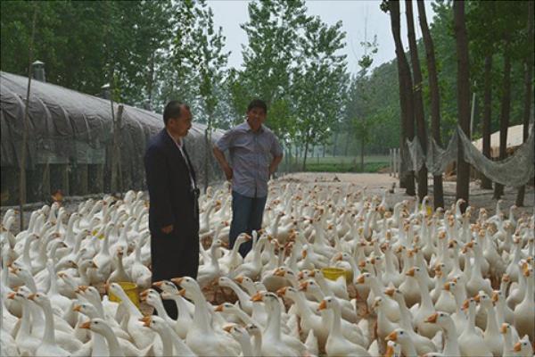 養(yǎng)鵝的成本與利潤(rùn)分析