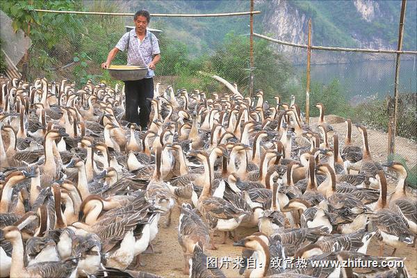 養鵝的成本與利潤核算