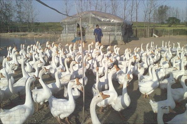 養鵝的成本與利潤核算