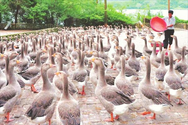 養鵝的市場行情