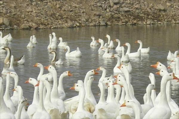 養鵝的疫病防控