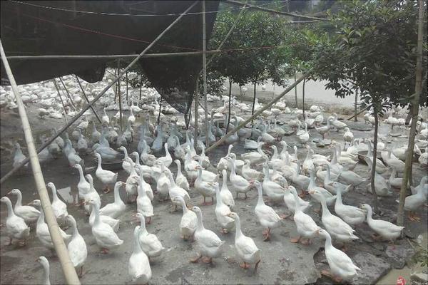 養鵝的疫病防控